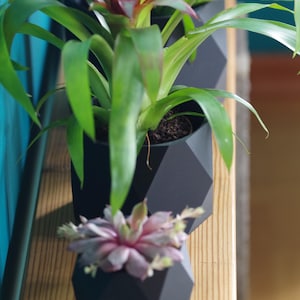 Può includere: Tre fioriere geometriche nere con varie piante. La fioriera anteriore contiene una piccola succulenta con foglie rosa e verdi. La fioriera centrale ha una pianta con lunghe foglie verdi e un fiore rosso. Le fioriere sono su una superficie di legno.