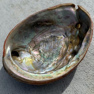 May include: An iridescent abalone shell with a pearlescent interior. The shell's surface displays a range of colors, including greens, blues, and purples, with a textured, shimmering appearance. The outer edge is a reddish-brown color.