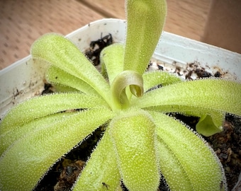 May include: A Pinguicula carnivorous plant with light green, succulent-like leaves arranged in a rosette pattern. The leaves are covered in tiny, glistening glandular hairs that give them a textured appearance, planted in a white square pot.
