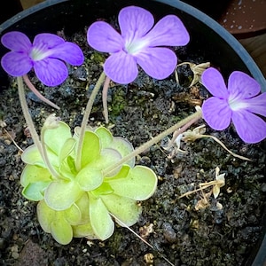 May include: A close-up of a potted plant with three purple flowers and light green leaves. The flowers have five petals and white centers. The plant is set in dark soil. The plant's leaves are a light green colour.