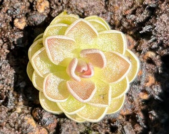 Pinguicula Ehlersiae: Miniature Carnivorous Plant, Insect-Trapping Leaves