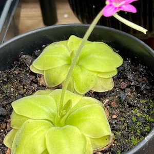 May include: A close-up of a potted carnivorous plant with bright green, rounded leaves. A slender stem rises from the center, topped with a small, vibrant pink flower. The plant is in a black plastic pot.