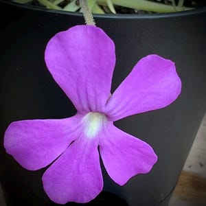May include: A single vibrant purple flower with five rounded petals and a pale white centre, attached to a thin, textured stem, positioned against a smooth, matte black cylindrical container that partially obscures the plant's base.