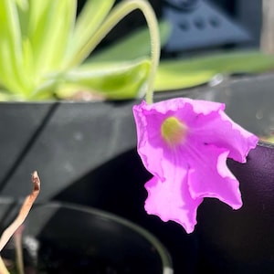 Pinguicula Apasionada Butterwort: Live Carnivorous Plant