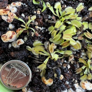 May include: A close-up of several Venus flytraps with green and reddish-brown leaves. The plants are in dark soil with small, light-coloured pebbles. A Canadian 10-cent coin is in the foreground for scale.