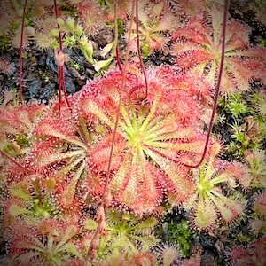 Sundew Drosera Spatulata Newcastle: Sticky Carnivorous Plant - Live