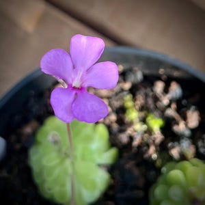 May include: A vibrant purple flower with five petals, captured in close-up. The flower is set against a backdrop of green leaves and dark soil, suggesting a potted plant. The image is well-lit and detailed, showcasing the flower's delicate structure and colour.