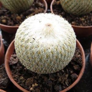 Cactus Epithelantha micromeris, maceta grande de 5 cm