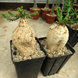 Op de afbeelding: Twee vetplanten in zwarte vierkante plastic potten. Elke plant heeft een dikke, bolvormige, lichtbeige caudex met een getextureerd, papierachtig oppervlak, bekroond met levendig groene, vertakte stengels vol kleine, scherpe, geelgepuntte doorns.