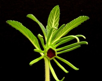 Dorstenia benguellensis, planta suculenta con flor en forma de copa de 4 cm