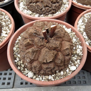 Pode incluir: Uma planta caudex Dioscorea elephantipes com uma textura de superfície castanha, corticosa e profundamente fissurada, num vaso de plástico redondo de cor terracota cheio de perlite branca e terra, com pequenos caules lenhosos escuros.