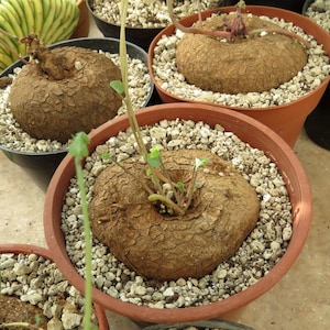 Può includere: Un gruppo di piante caudex in vaso con fusti legnosi rotondi, marroni e strutturati con superfici screpolate. Ogni pianta è centrata in un vaso di plastica color terracotta riempito di ghiaia chiara. Sottili steli verdi emergono dal centro della pianta.