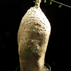 Könnte beinhalten: Eine Caudex-Pflanze mit einem dicken, bauchigen, beigefarbenen Stamm, der eine raue, strukturierte Oberfläche mit grünen Flecken aufweist. Die Pflanze steht in einem schwarzen Topf mit hellem Kies und hat einen dünnen, grün beblätterten Stängel.