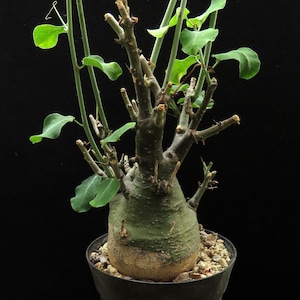 Adenia spinosa Sukkulente