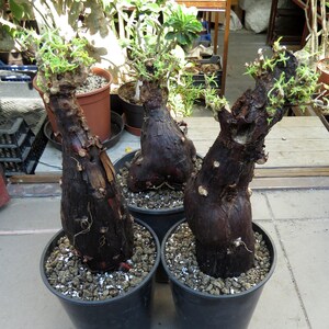 May include: Three caudex plants with thick, dark brown, textured trunks and small green leaves sprouting from the top. Each plant is potted in a black plastic container filled with a coarse, rocky soil mixture, displaying a distinct, bulbous shape.