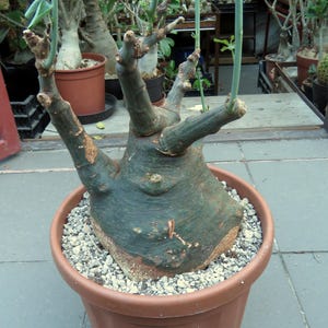 Op de afbeelding: Een dikke, bolvormige, donkergroene caudexplant met meerdere omhoog reikende takken en kleine groene blaadjes, geplant in een ronde, terracotta-kleurige plastic pot gevuld met lichtgrijs grind en aarde voor drainage en stabiliteit.