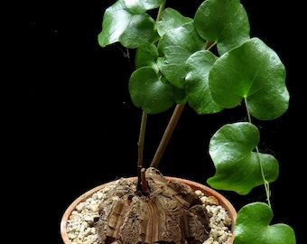 Dioscorea elephantipes v.montana, planta suculenta de 10 cm