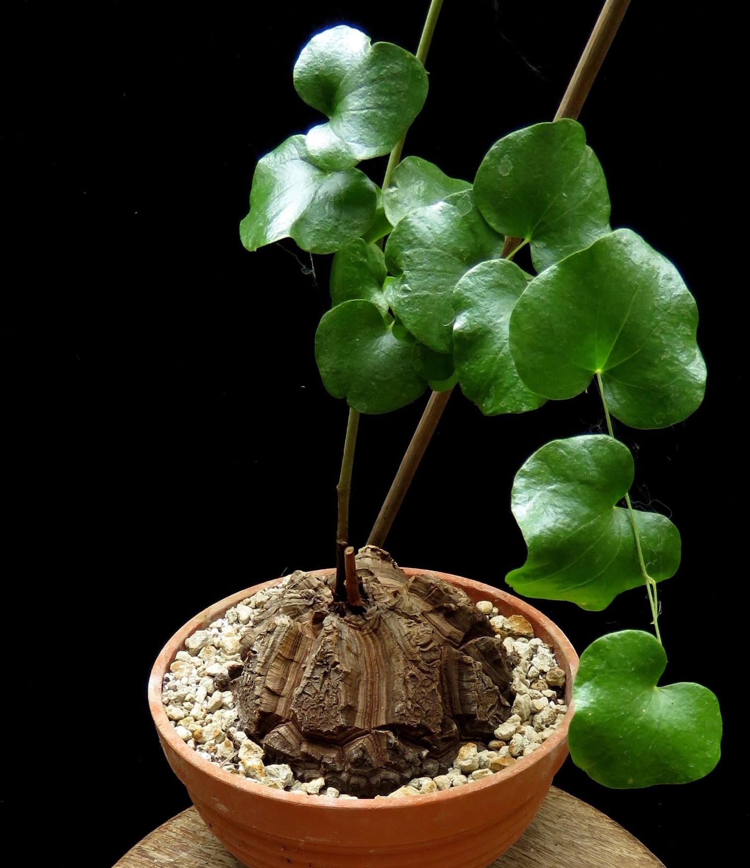 Elephant foot plant - Etsy.de