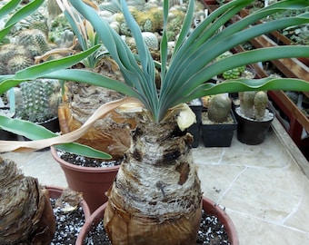 Pianta Boophane disticha grande 6-7 cm