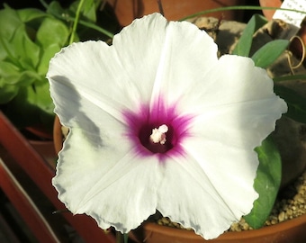 Ipomoea spec.Tanzania, planta suculenta de flores rosas de 3 cm