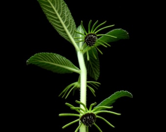 Dorstenia cuspidata 3cm    succulent plant