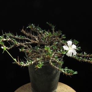 Könnte beinhalten: Eine getopfte Pachypodium-Sukkulente mit holzigen, dornigen Zweigen, kleinen grünen Blättern und einer einzelnen, auffälligen weißen Blüte mit fünf Blütenblättern. Die Pflanze steht in einem dunkelgrauen Kunststofftopf vor schwarzem Hintergrund.