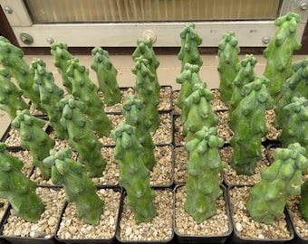 Planta suculenta Myrtillocactus geometrizans cv.Fukurokuryuzinboku