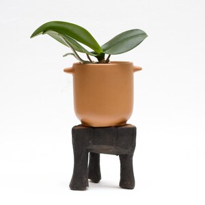 May include: A small, tan ceramic pot with two handles, holding a green plant with large leaves. The pot sits on a dark, square wooden stand with four legs. The background is plain white.