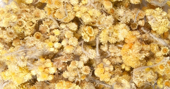 Life Everlasting Flower Tea Etsy