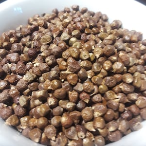 Grains of Paradise