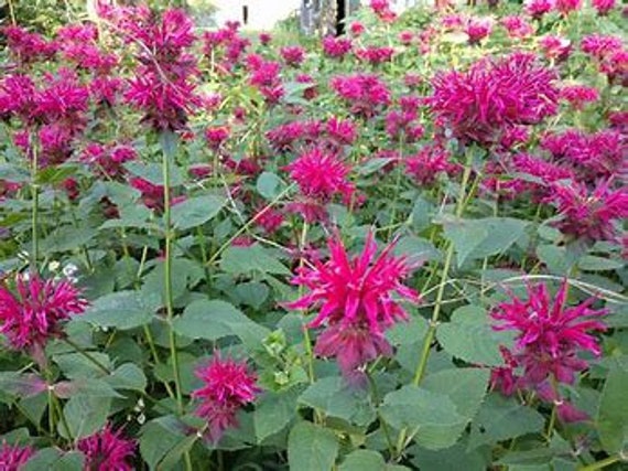 Bergamot Tea - Etsy Denmark