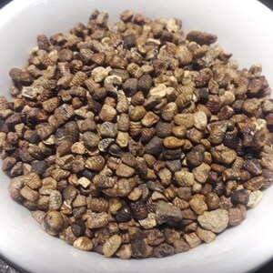 Cardamom Seeds Decorticated