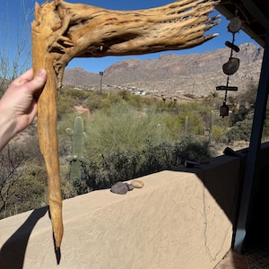 Saguaro Cactus Skeleton Arm