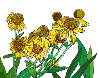 Black Eyed Susan