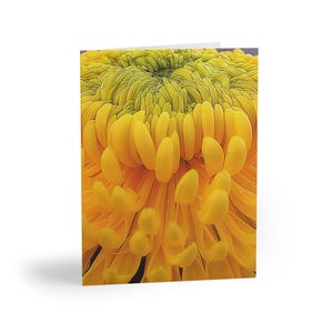 Aggiornamento di giugno 2024: Set di biglietti d'auguri floreali con foto di crisantemi gialli brillanti e vivaci, assolutamente da avere — Bright