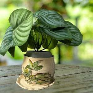 May include: A green and white striped houseplant in a decorative ceramic pot with a floral design. The pot has a matching saucer.