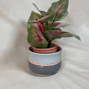 May include: A gray ceramic planter with pink and light blue stripes, holding a green plant with pink and white leaves.