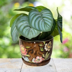 Puede incluir: Una planta en maceta con hojas grandes en forma de corazón con rayas plateadas y verdes. La planta está en una maceta de cerámica marrón decorada con diseños florales coloridos. La maceta se asienta sobre un platillo a juego.