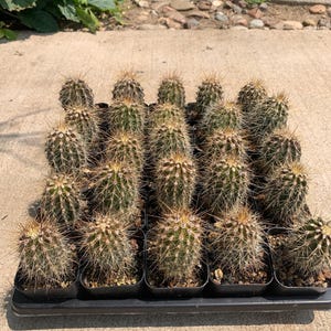 May include: A collection of twenty small, green, cylindrical cacti arranged in a grid within a black plastic nursery tray. Each cactus features vertical ribs and numerous sharp, light-colored spines, planted in individual square pots with dark soil.