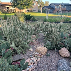 May include: A garden landscape featuring various cacti and succulents. The foreground showcases a variety of cacti with green and gray hues, interspersed with rocks and gravel. The background includes a grassy area, houses, and trees, creating a natural, outdoor setting.