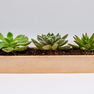 Concrete Succulent Planter –  Long Planter for Indoor & Outdoor Decor