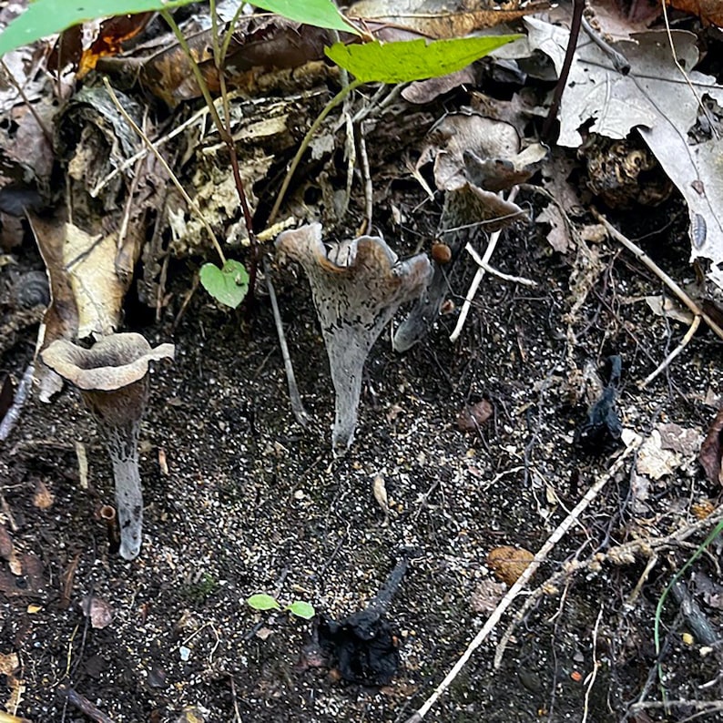 May include: Close-up of three black trumpet mushrooms growing in the forest. The mushrooms are tall and slender with a trumpet-shaped cap.