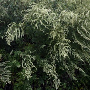 Óleo de Artemísia da Meia-Noite - Lua da Colheita 2025 - Óleo para Sonhos Lúcidos, óleo de unção perfumado para intuição e magia dos sonhos - escolha o seu tamanho imagem 3