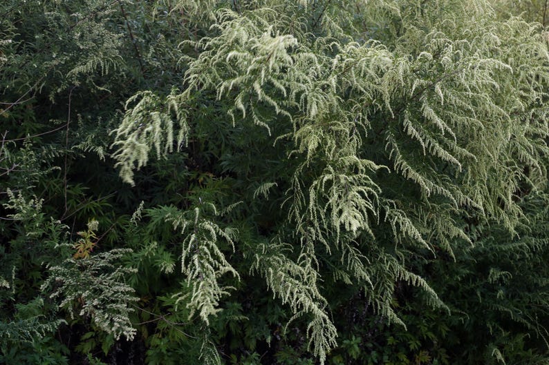 Óleo de Artemísia da Meia-Noite - Lua da Colheita 2025 - Óleo para Sonhos Lúcidos, óleo de unção perfumado para intuição e magia dos sonhos - escolha o seu tamanho imagem 3