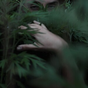 Pode incluir: Uma m&atilde;o e um rosto est&atilde;o parcialmente obscurecidos por um denso emaranhado de folhagem verde.