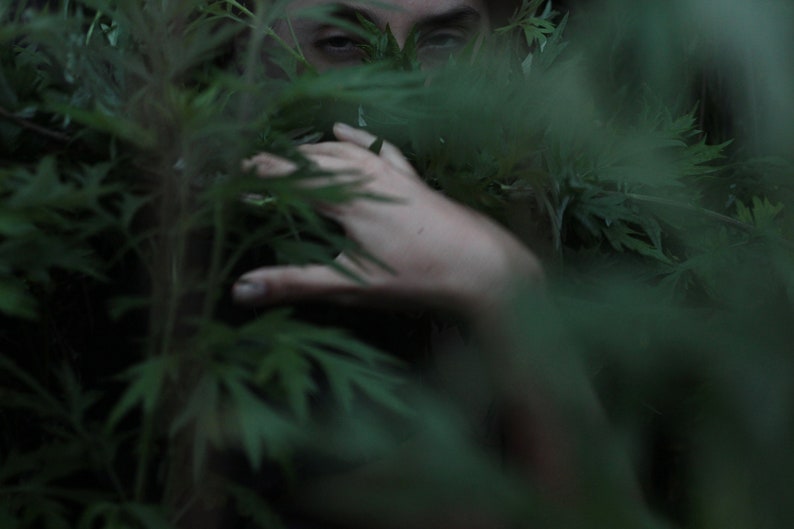 Pode incluir: Uma m&atilde;o e um rosto est&atilde;o parcialmente obscurecidos por um denso emaranhado de folhagem verde.