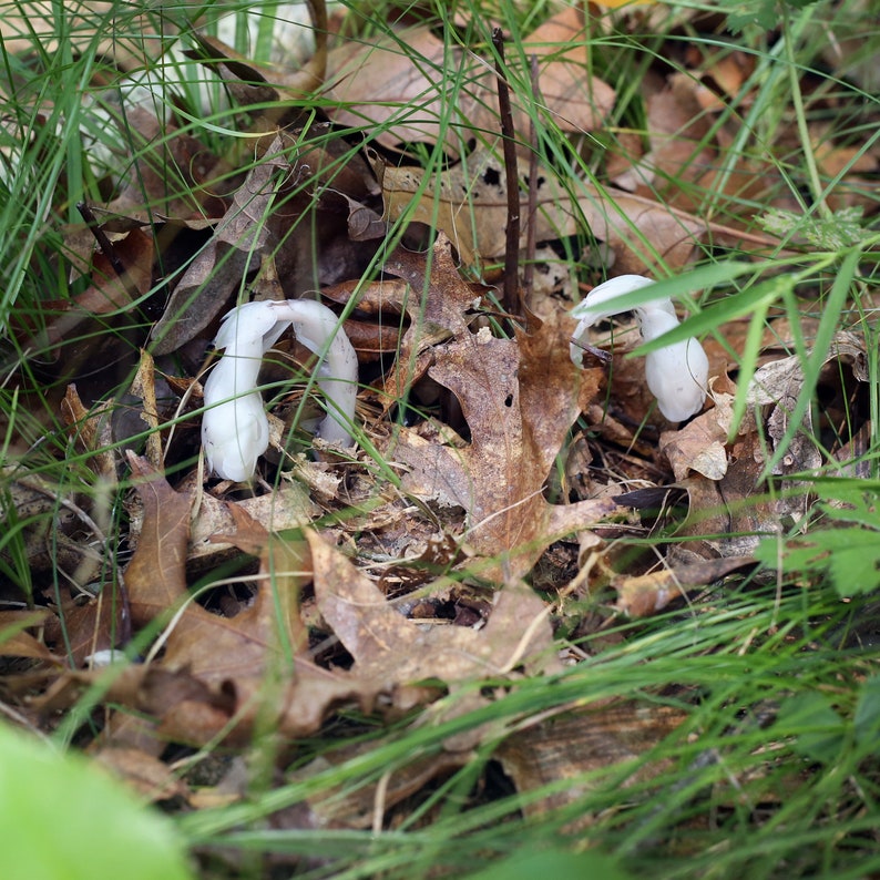 Ghost Pipe Tincture wild gathered Monotropa uniflora in organic alcohol undiluted choose your size image 2