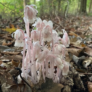 Ghost Pipe Tincture wild gathered Monotropa uniflora in organic alcohol undiluted choose your size image 5