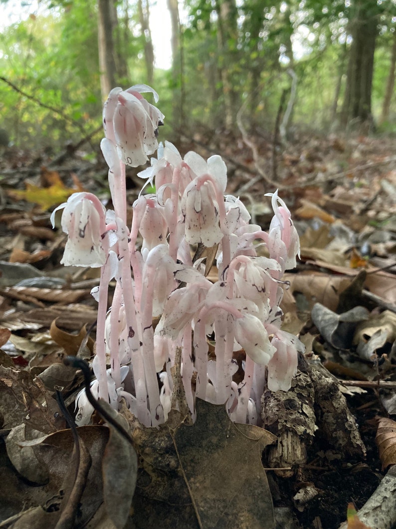 Ghost Pipe Tincture wild gathered Monotropa uniflora in organic alcohol undiluted choose your size image 5
