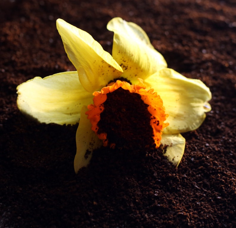PhoenixBotanicals Narcissus Cafe Perfume - Thumbnail 4